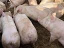 Hízók / Sertés – Minőségi hússertések eladók saját nevelésből, Pálmonostora