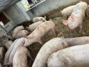 Hízók / Sertés – Minőségi hússertések eladók saját nevelésből, Pálmonostora