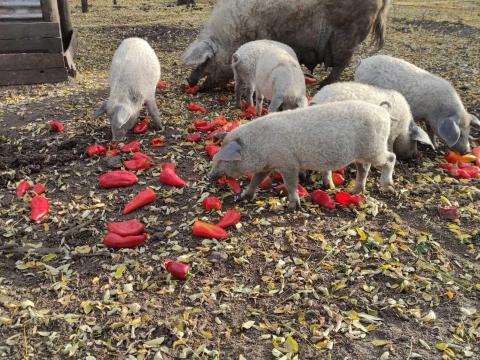 Választási mangalica malac