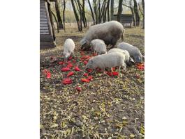 Választási mangalica malac