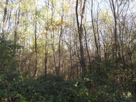Eladó 29 ha erdő Somogy vármegyében, Kutas községben Eladó 29 ha erdő Somogy vármegyében, Kutas községben