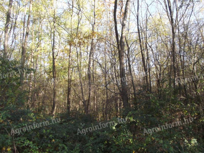 Eladó 29 ha erdő Somogy vármegyében,  Kutas községben