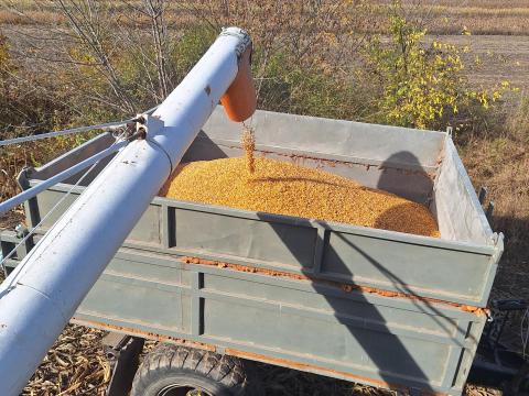 Takarmány kukorica eladó Takarmány kukorica eladó