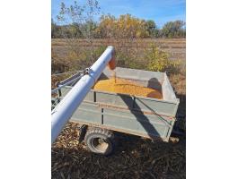 Takarmány kukorica eladó