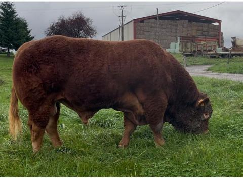 Franciaországból törzskönyvezett tenyészbika,  tenyészbikák eladók: Limousin,  Charolais,  Blonde Aquitaine,  Aubrac
