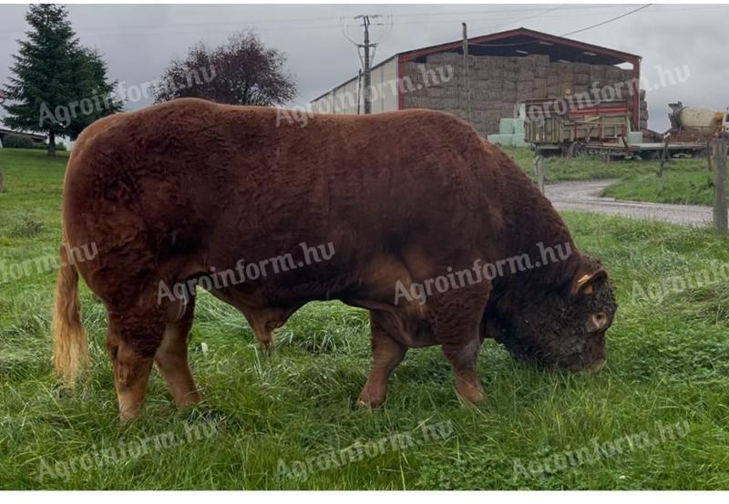 Franciaországból törzskönyvezett tenyészbika,  tenyészbikák eladók: Limousin,  Charolais,  Blonde Aquitaine,  Aubrac