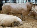 Franciaországból törzskönyvezett tenyészbika,  tenyészbikák eladók: Limousin,  Charolais,  Blonde Aquitaine,  Aubrac