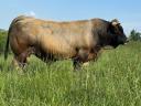Franciaországból törzskönyvezett tenyészbika,  tenyészbikák eladók: Limousin,  Charolais,  Blonde Aquitaine,  Aubrac