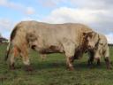 Franciaországból törzskönyvezett tenyészbika,  tenyészbikák eladók: Limousin,  Charolais,  Blonde Aquitaine,  Aubrac