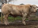 Franciaországból törzskönyvezett tenyészbika,  tenyészbikák eladók: Limousin,  Charolais,  Blonde Aquitaine,  Aubrac