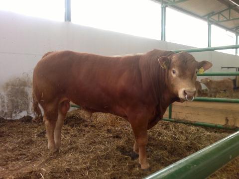 Franciaországból Törzskönyvezett tenyészbikák eladók: Limousin, Charolais, Blonde d Aquitaine, Aubrac Franciaországból Törzskönyvezett tenyészbikák eladók: Limousin, Charolais, Blonde d Aquitaine, Aubrac