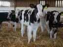 Holstein bika borjúkat vásárolnék, akár 5 db-tól