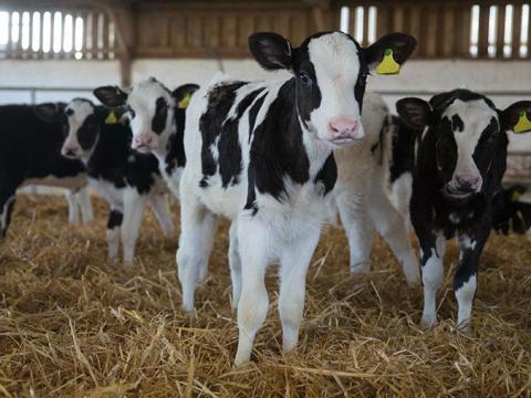 Holstein bika borjúkat vásárolnék, akár 5 db-tól Holstein bika borjúkat vásárolnék, akár 5 db-tól