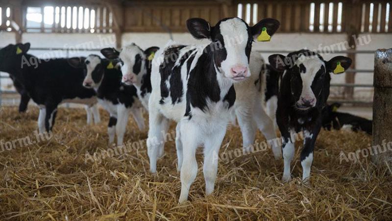 Holstein bika borjúkat vásárolnék, akár 5 db-tól