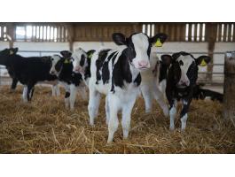 Holstein bika borjúkat vásárolnék, akár 5 db-tól