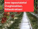 Munkát vállalunk üvegházakban és fóliasátrakban, sokéves tapasztalattal