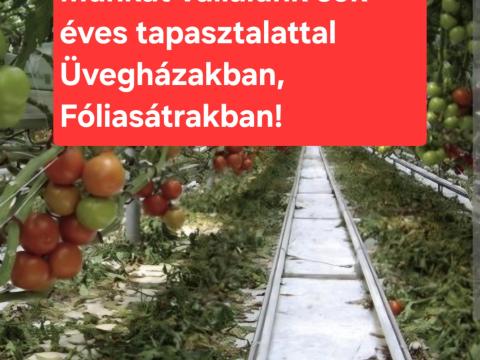 Munkát vállalunk üvegházakban és fóliasátrakban, sokéves tapasztalattal Munkát vállalunk üvegházakban és fóliasátrakban, sokéves tapasztalattal