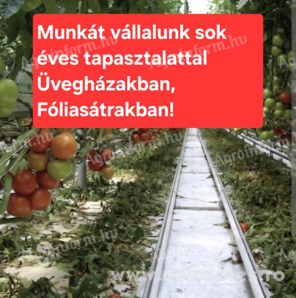 Munkát vállalunk üvegházakban és fóliasátrakban, sokéves tapasztalattal