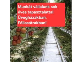 Munkát vállalunk üvegházakban és fóliasátrakban, sokéves tapasztalattal