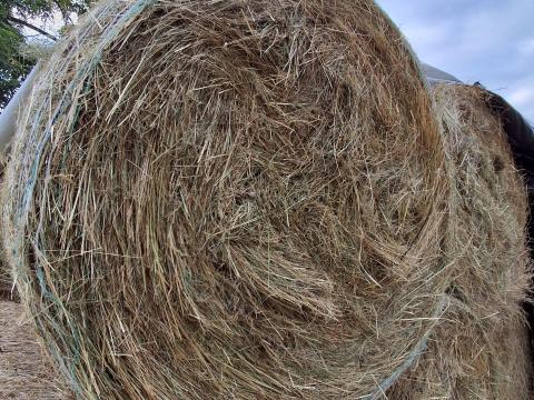 Gyep széna Gyep széna