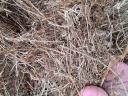 Eladó jó minőségű szénás lucerna 120x150 hálós bálában