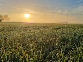 Minimum 20 hektáros tanyás ingatlant keresek Bács-Kiskun vármegyében