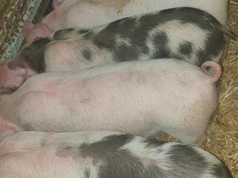 Eladó szép Pietrain malacok
