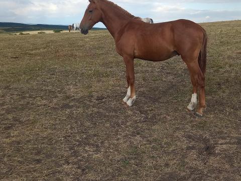 1,5 éves Gidrán méncsikó eladó