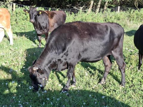 Wagyu marha eladó Wagyu marha eladó