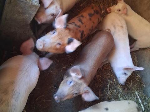 35-40 kg-os malacok eladók 35-40 kg-os malacok eladók