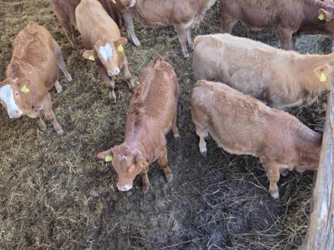 Limousi x Magyartarka Borjak eladók !