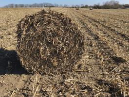 Körbálás kukoricaszár eladó