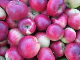 Almalé gyártáshoz kiváló minőségű alma eladó