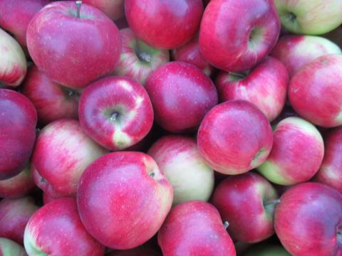 Almalé gyártáshoz kiváló minőségű alma eladó Almalé gyártáshoz kiváló minőségű alma eladó