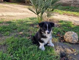 Border Collie kiskutyák