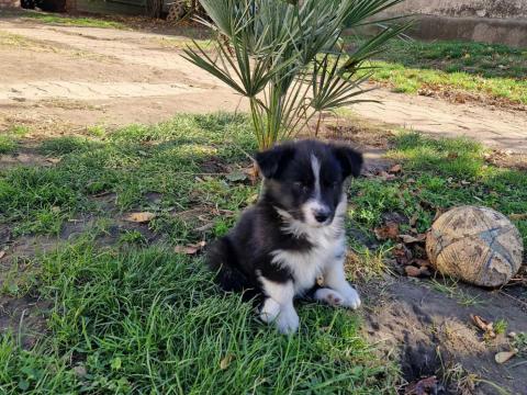 Border Collie kiskutyák
