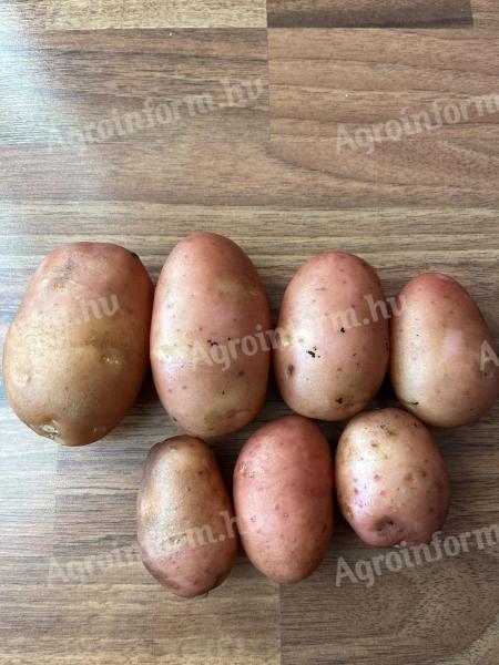 Corazon UT1 vetőburgonya eladó