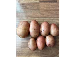 Corazon UT1 vetőburgonya eladó