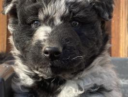 Mudi fajtajellegű kiskutyák