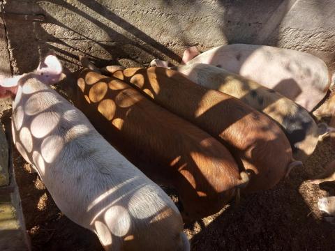 Eladó tanyasi hízók, 120-150 kg között