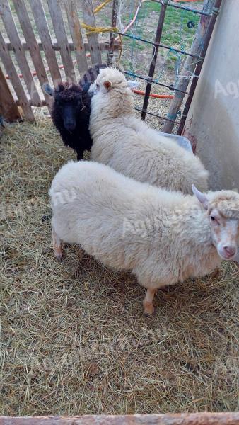 Eladó jerke bárányok