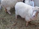 Eladó jerke bárányok