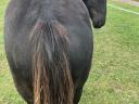 Eladó fekete hidegvérű mén