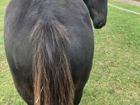 Eladó fekete hidegvérű mén Eladó fekete hidegvérű mén