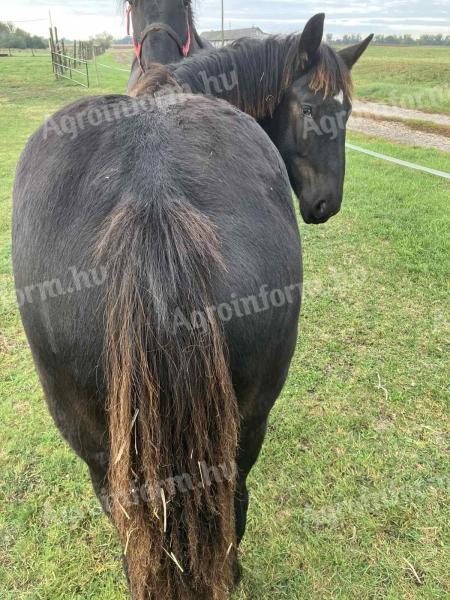 Eladó fekete hidegvérű mén