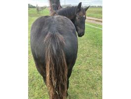 Eladó fekete hidegvérű mén