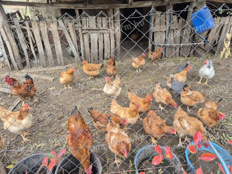 Tanyasi tartásból tyúkok eladók Szentesen