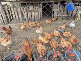 Tanyasi tartásból tyúkok eladók Szentesen