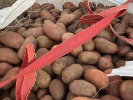 Memphis étkezési burgonya 50 Ft/kg