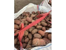 Memphis étkezési burgonya 50 Ft/kg